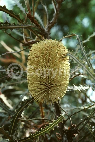 Yellow blooms; Evergreen