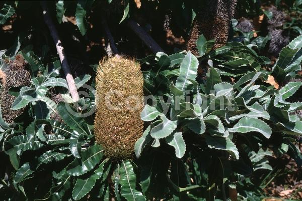 Orange blooms; Evergreen