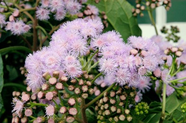 Lavender blooms; Evergreen; Broadleaf; North American Native