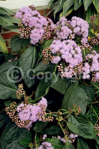 Lavender blooms; Evergreen; Broadleaf; North American Native