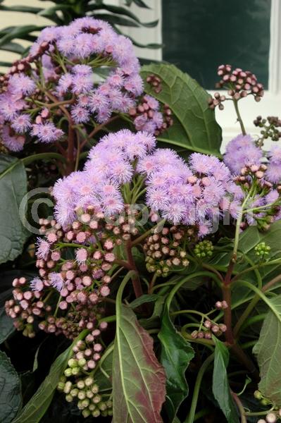 Lavender blooms; Evergreen; Broadleaf; North American Native