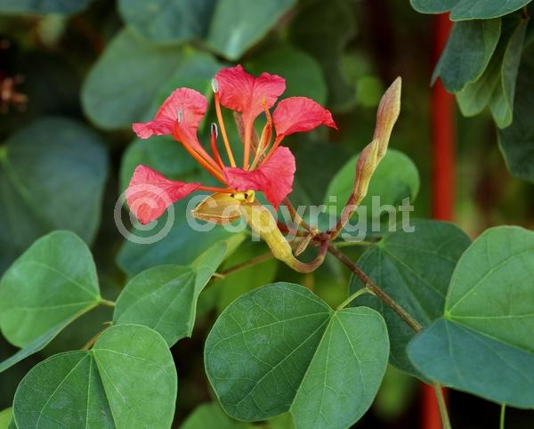 Red blooms; Orange blooms; Evergreen; Needles or needle-like leaf