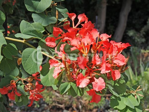 Red blooms; Orange blooms; Evergreen; Needles or needle-like leaf