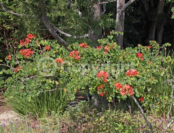 Red blooms; Orange blooms; Evergreen; Needles or needle-like leaf