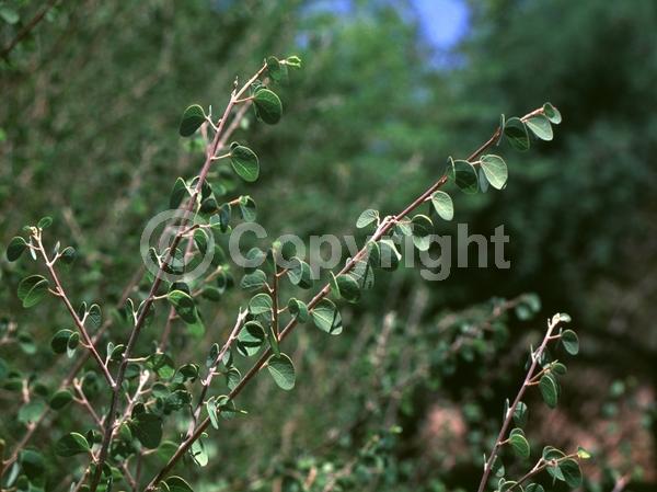 Unknown blooms; Deciduous; North American Native
