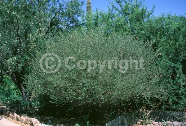 Unknown blooms; Deciduous; North American Native