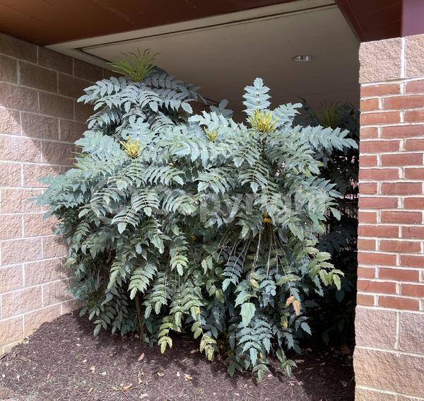 Yellow blooms; Evergreen; Broadleaf