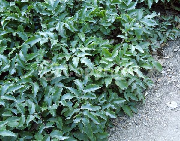 Yellow blooms; Evergreen; Needles or needle-like leaf