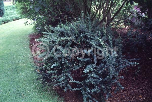 Orange blooms; Yellow blooms; Evergreen
