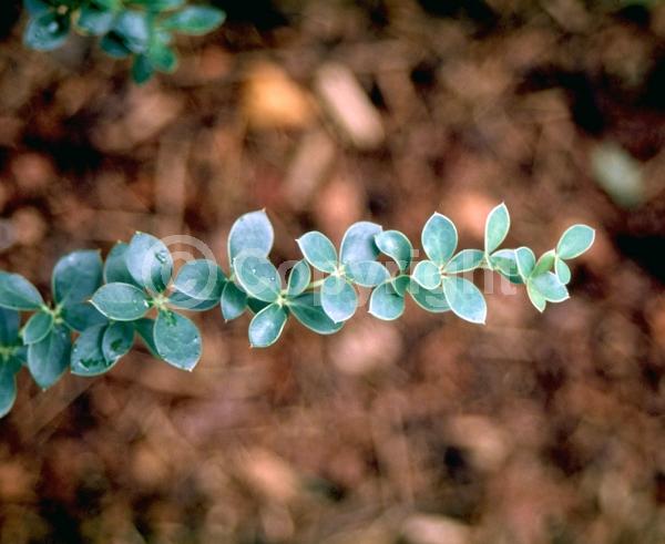 Orange blooms; Yellow blooms; Evergreen