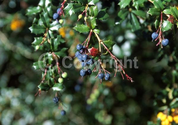Orange blooms; Yellow blooms; Evergreen; Broadleaf