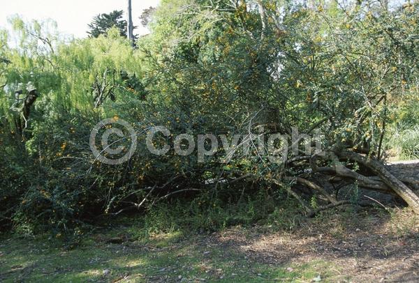 Orange blooms; Yellow blooms; Evergreen; Broadleaf