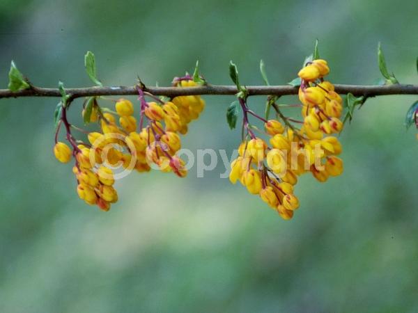 Orange blooms; Yellow blooms; Evergreen; Broadleaf