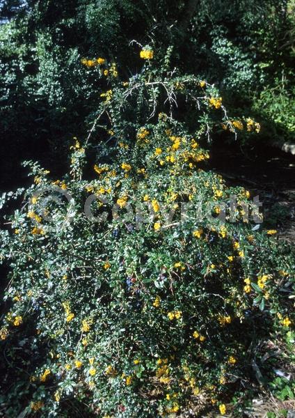 Orange blooms; Yellow blooms; Evergreen; Broadleaf