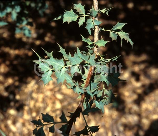 Yellow blooms; White blooms; Evergreen