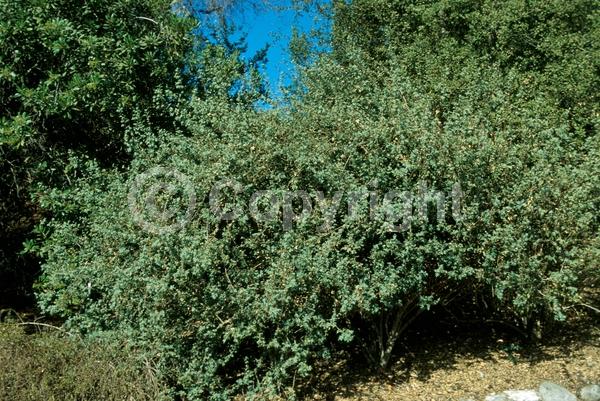 Yellow blooms; White blooms; Evergreen