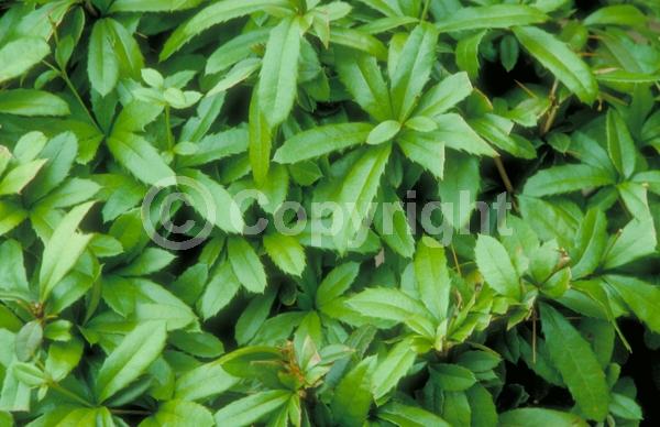 Yellow blooms; White blooms; Evergreen