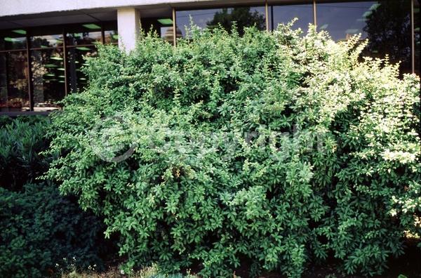 Yellow blooms; White blooms; Evergreen