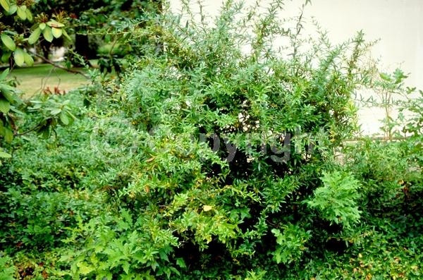 Yellow blooms; White blooms; Evergreen