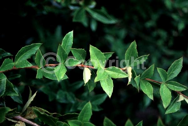 Yellow blooms; Evergreen