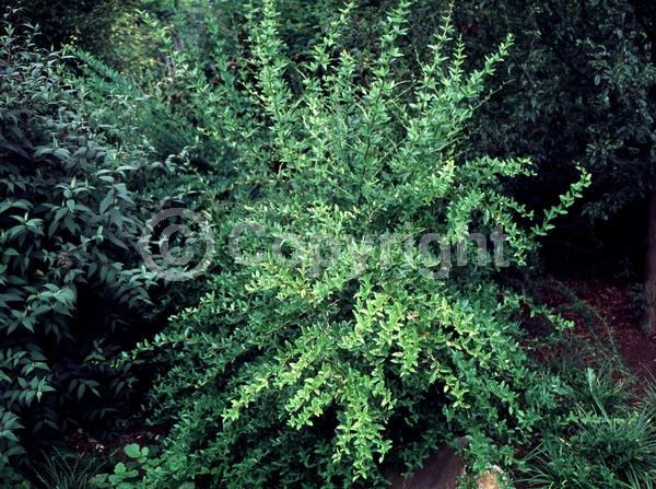 Yellow blooms; Evergreen