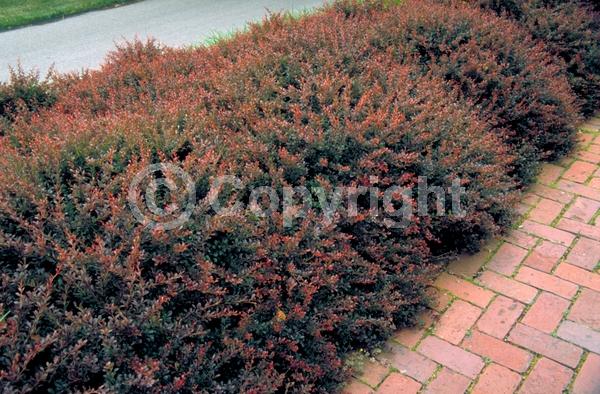 Yellow blooms; White blooms; Semi-evergreen