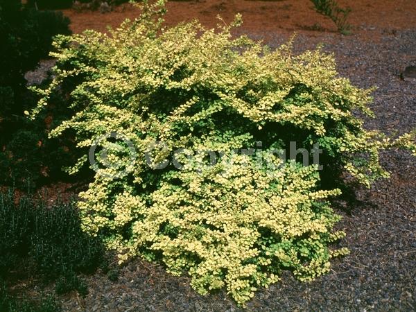 Yellow blooms; White blooms; Semi-evergreen