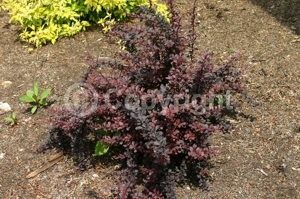Yellow blooms; Deciduous; Broadleaf