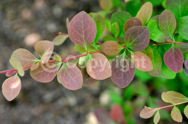 Yellow blooms; Deciduous; Broadleaf