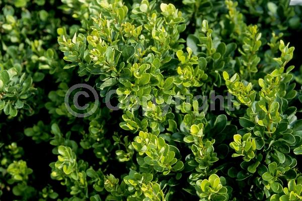 Yellow blooms; Semi-evergreen