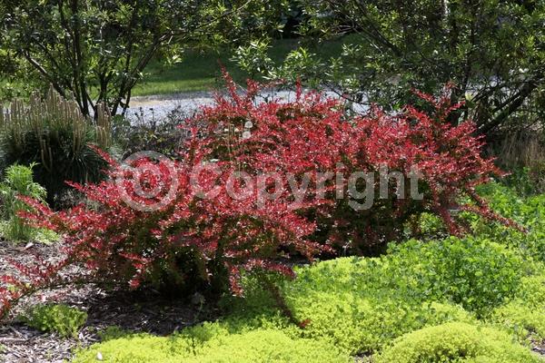 Yellow blooms; Semi-evergreen