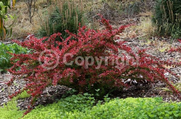 Yellow blooms; Semi-evergreen