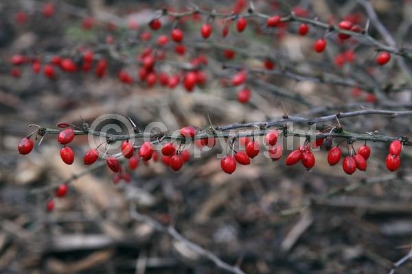 Yellow blooms; Semi-evergreen