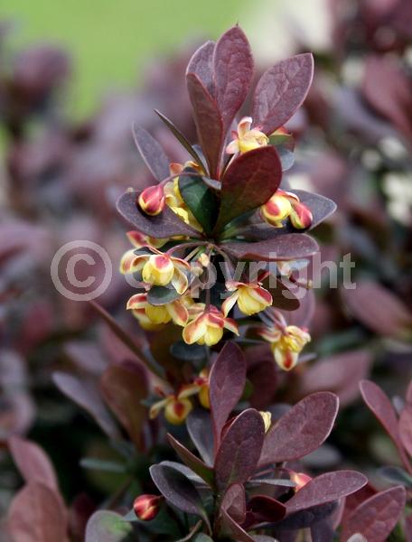 Yellow blooms; White blooms; Semi-evergreen