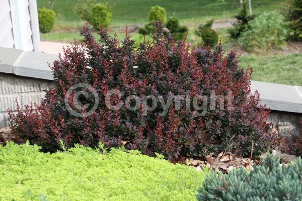 Yellow blooms; White blooms; Semi-evergreen