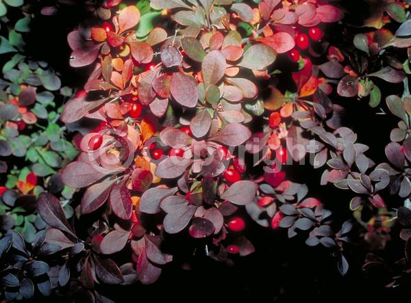 Yellow blooms; White blooms; Semi-evergreen