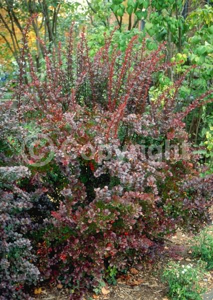 Yellow blooms; White blooms; Semi-evergreen