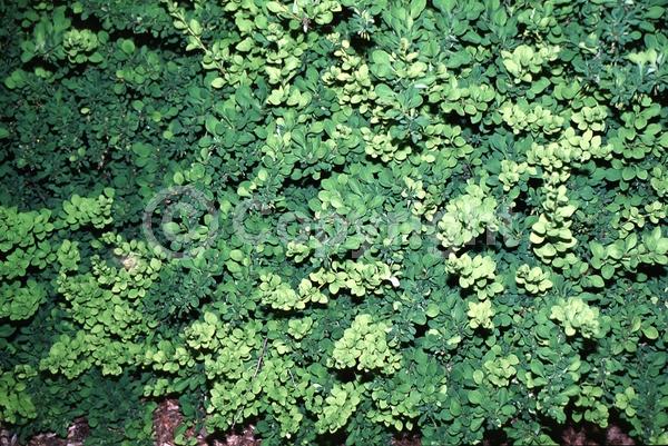 Yellow blooms; Deciduous