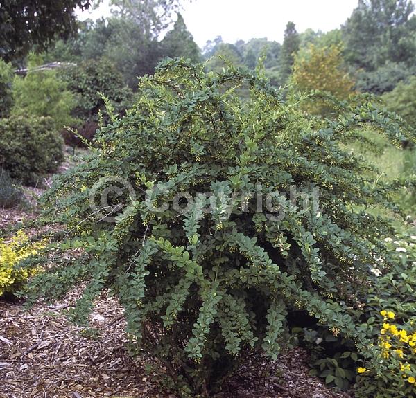 Yellow blooms; Semi-evergreen