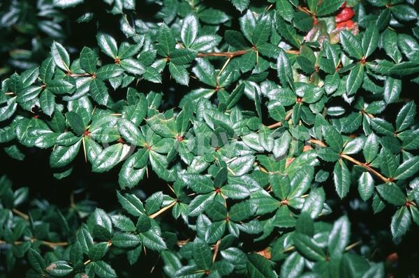 Yellow blooms; Evergreen