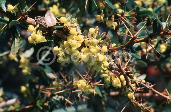Yellow blooms; Evergreen