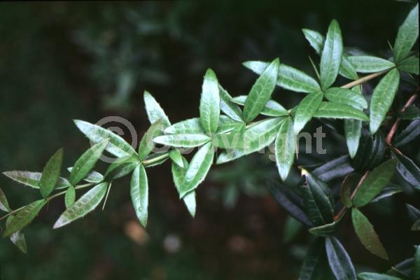 Yellow blooms; Evergreen