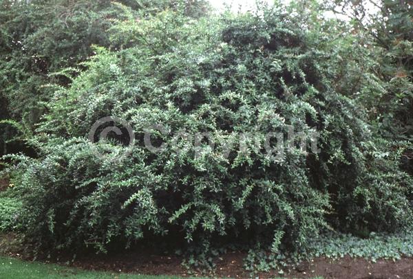 Yellow blooms; Evergreen