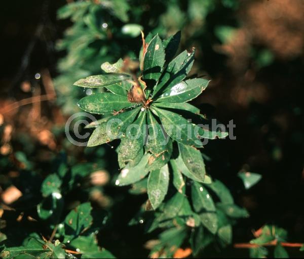 Yellow blooms; Semi-evergreen