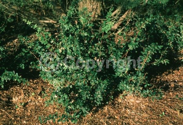 Yellow blooms; Semi-evergreen