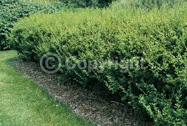 Yellow blooms; Semi-evergreen