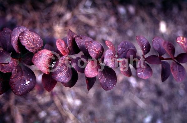 Yellow blooms; White blooms; Deciduous