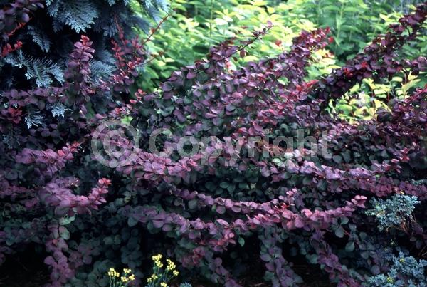 Yellow blooms; White blooms; Deciduous