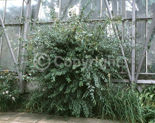 Unknown blooms; Deciduous; North American Native