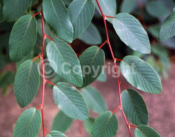 Unknown blooms; Deciduous; North American Native